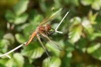 Libellula fulva