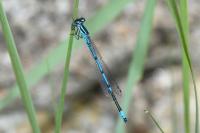 Coenagrion puella