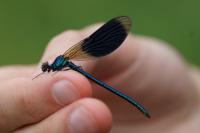 Calopteryx splendens