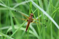 Libellula fulva