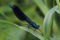 Calopteryx splendens
