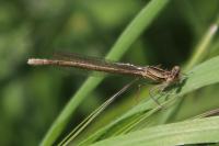 Platycnemis pennipes