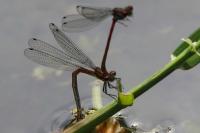 Pyrrhosoma nymphula