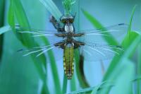 Libellula depressa