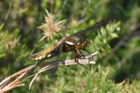 Libellula depressa