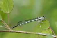 Platycnemis pennipes
