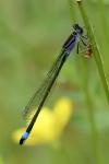 Ischnura elegans