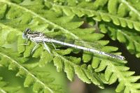 Platycnemis pennipes