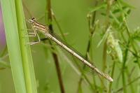 Platycnemis pennipes