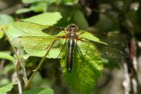 Cordulia aenea