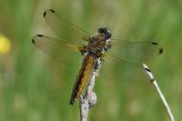 Libellula fulva