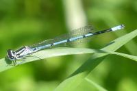 Coenagrion puella