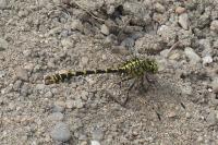 Onychogomphus forcipatus