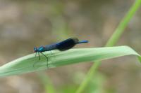 Calopteryx splendens