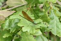 Calopteryx virgo