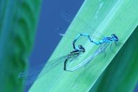Coenagrion puella