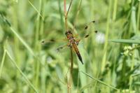 Libellula quadrimaculata