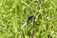 Libellula fulva