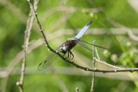 Libellula fulva