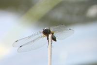 Libellula fulva