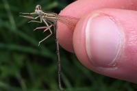 Platycnemis pennipes