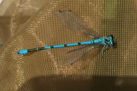 Coenagrion puella