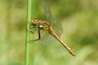 Sympetrum sanguineum