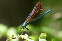 Calopteryx virgo