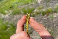 Orthetrum cancellatum
