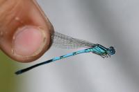 Erythromma lindenii