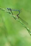 Platycnemis pennipes