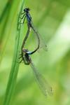 Ischnura elegans