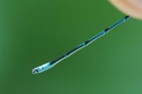 Coenagrion puella