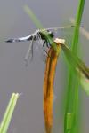 Libellula fulva