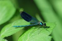 Calopteryx splendens