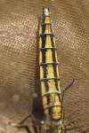 Orthetrum cancellatum