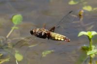 Libellula depressa