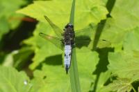 Libellula fulva