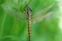 Orthetrum cancellatum