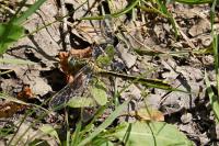 Gomphus pulchellus