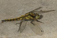 Orthetrum cancellatum