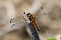 Libellula fulva