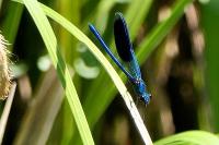 Calopteryx splendens