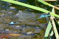 Ischnura elegans