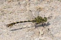 Onychogomphus forcipatus