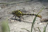 Onychogomphus forcipatus