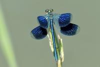 Calopteryx splendens