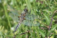 Libellula quadrimaculata