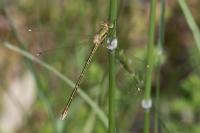 Lestes barbarus