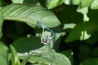 Coenagrion mercuriale